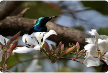 Weißer Orchideenbaum