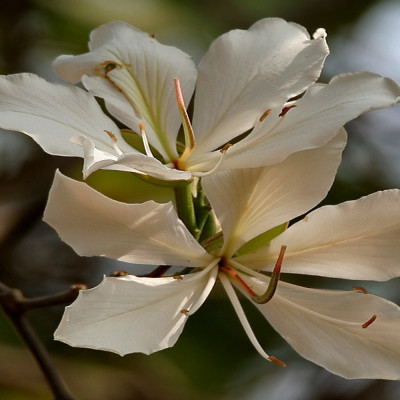 Weißer Orchideenbaum