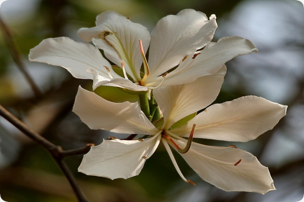Weißer Orchideenbaum