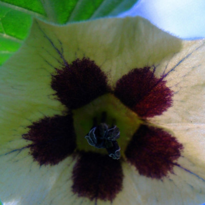 Kapstachelbeere / Andenbeere