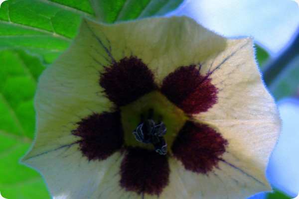 Kapstachelbeere / Andenbeere