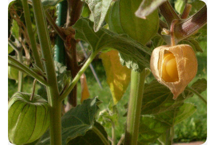 Cape Steam Berry / Andean Berry