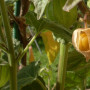 Kapstachelbeere / Andenbeere