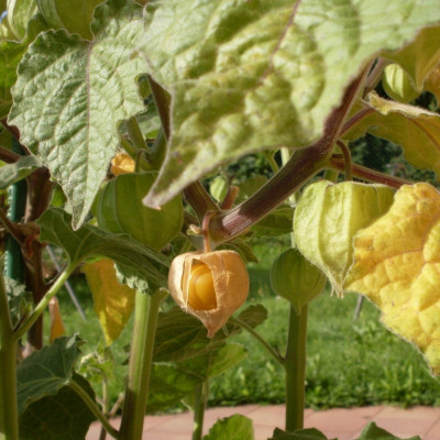 Kapstachelbeere / Andenbeere