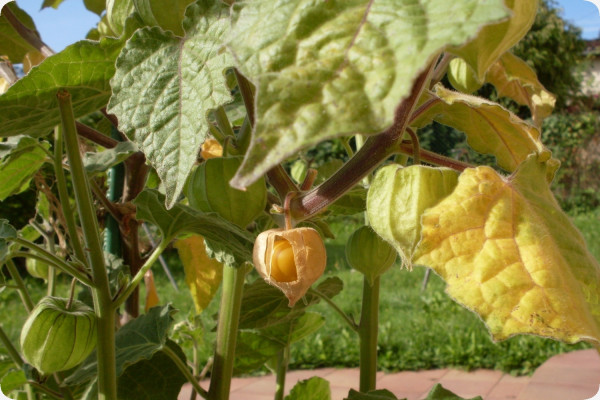 Kapstachelbeere / Andenbeere