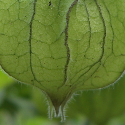 Kapstachelbeere / Andenbeere