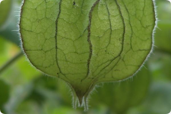 Kapstachelbeere / Andenbeere