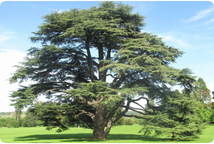 North African Atlas cedar
