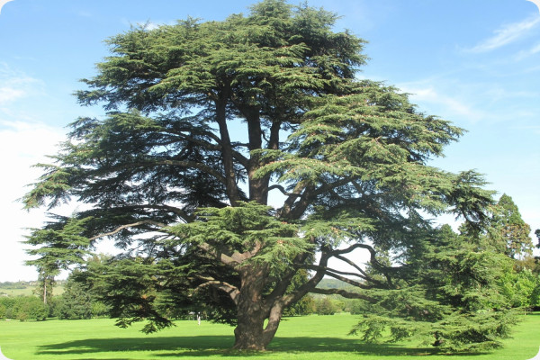 North African Atlas Cedar