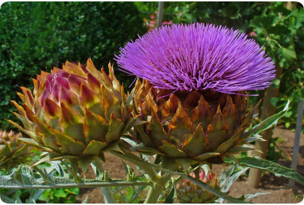 Spanische Artischocke