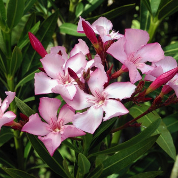 Oleander