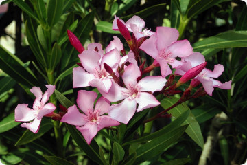oleandro