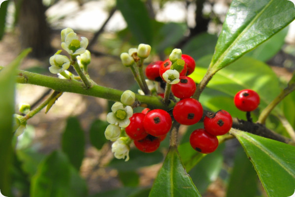 Mate - tea bush