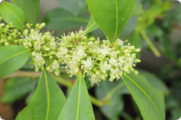 Mate - tea bush