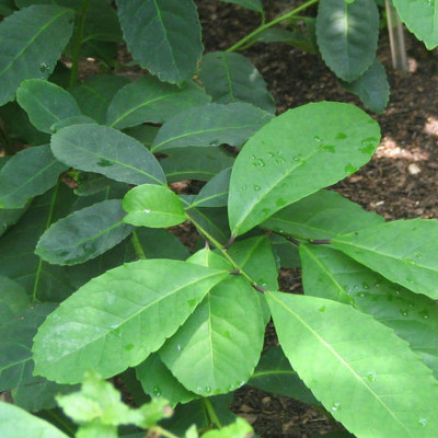Mate - tea bush