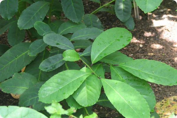 Mate - tea bush