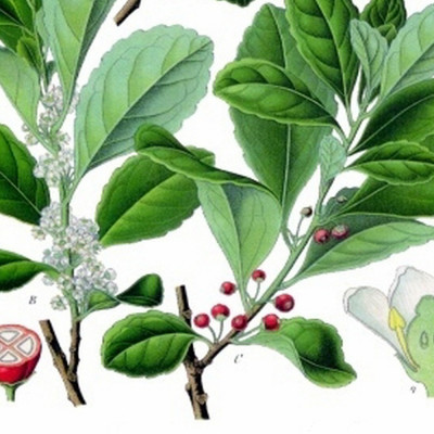 Mate - tea bush