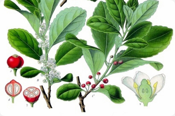 Mate - tea bush
