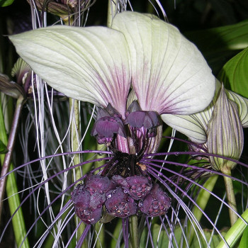 White bat flower