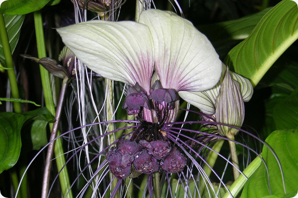 Weiße Fledermausblume