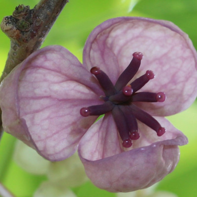 Schokoladenwein