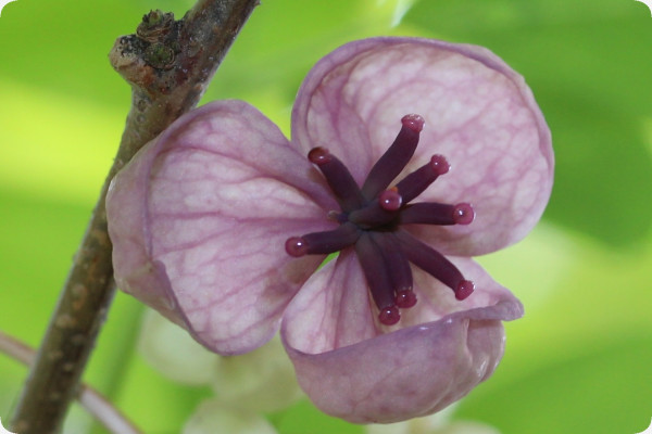 Schokoladenwein