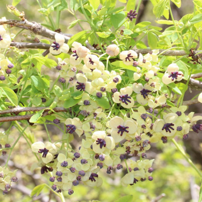 Schokoladenwein
