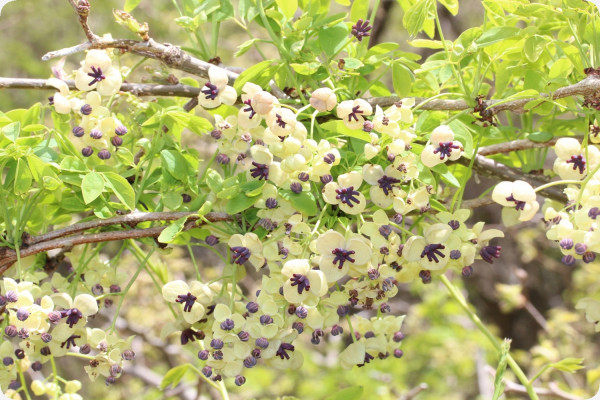 Schokoladenwein