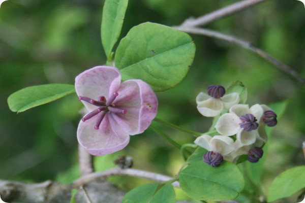 Schokoladenwein