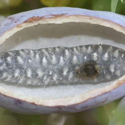 Schokoladenwein