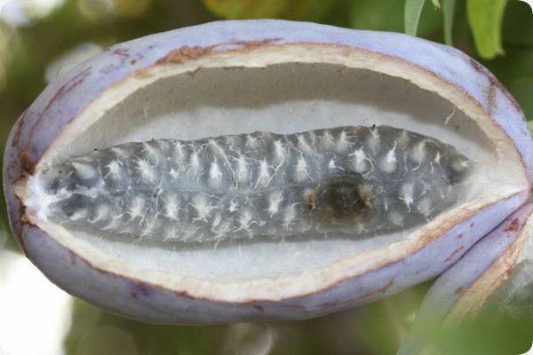 Schokoladenwein