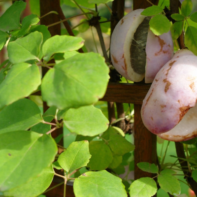 Schokoladenwein