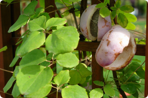 Schokoladenwein
