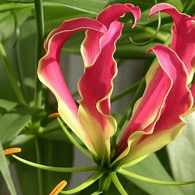 African climbing lily