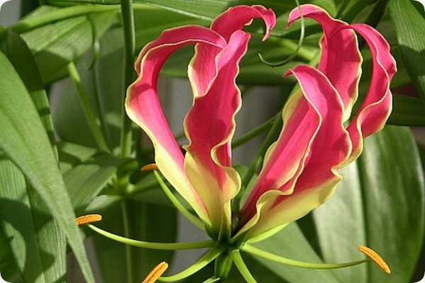 African climbing lily