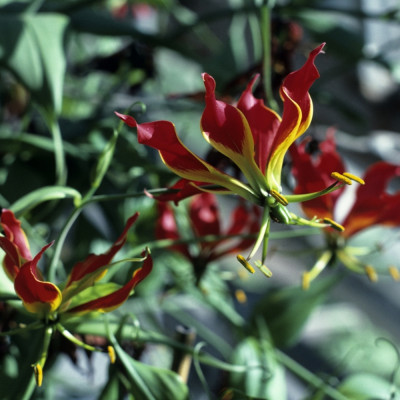 African climbing lily