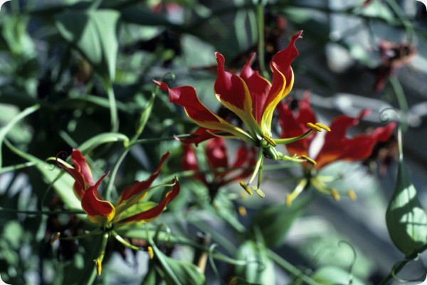 African climbing lily