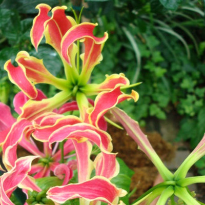 African climbing lily