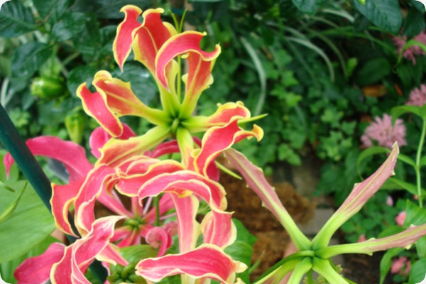 African climbing lily