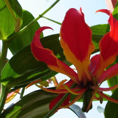 African climbing lily