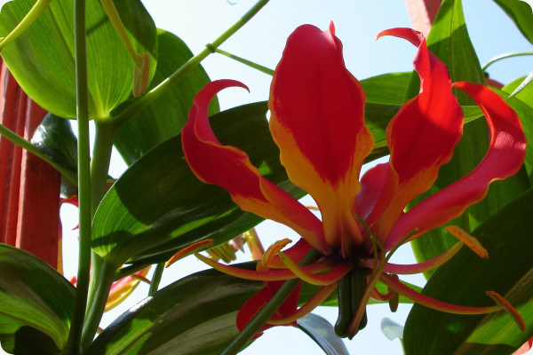 African climbing lily
