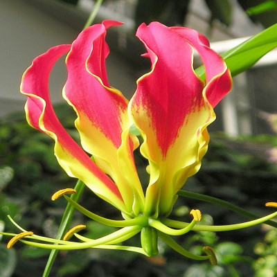 African climbing lily