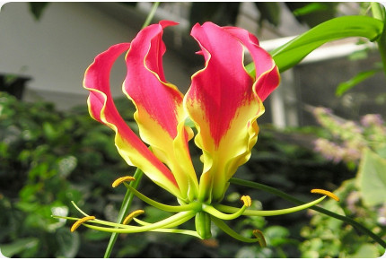 Afrikanische Kletterlilie