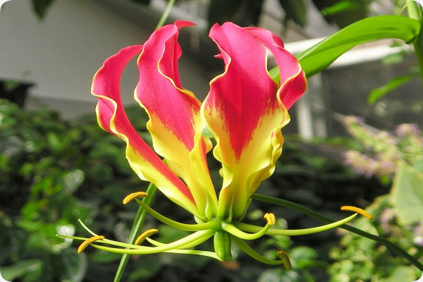 African climbing lily