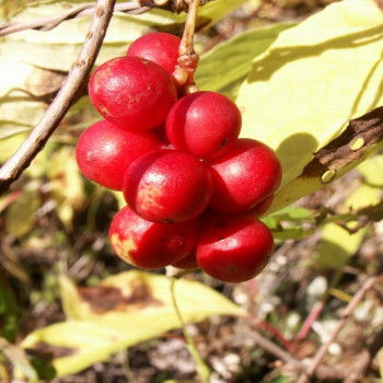 Wu-Wei-Zi Beere