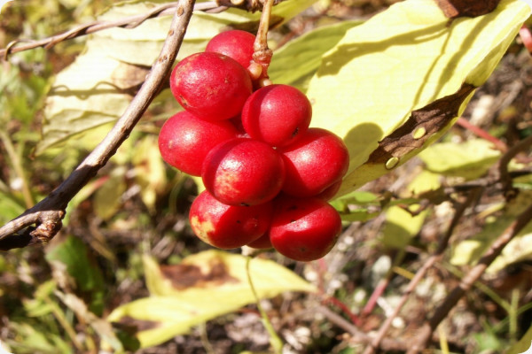 Wu-Wei-Zi Beere