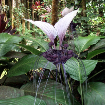 Nepalese Giant Bat Flower