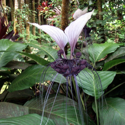 Nepalese Giant Bat Flower