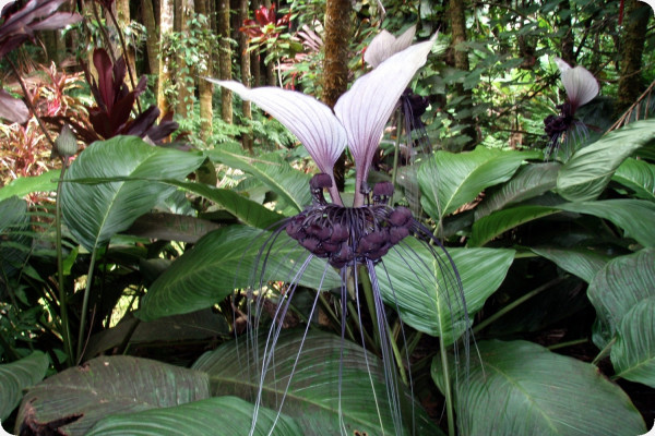 Nepalese Giant Bat Flower