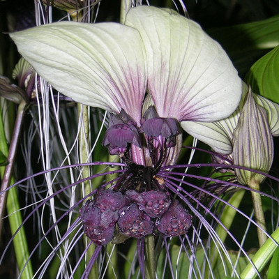 Nepalese Giant Bat Flower